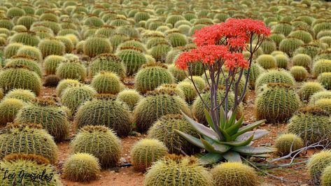 Aloe striata surrounded by thorns but flowering Aloe Striata, Cactus Plants, Cactus, Fruit, Plants, Flowers