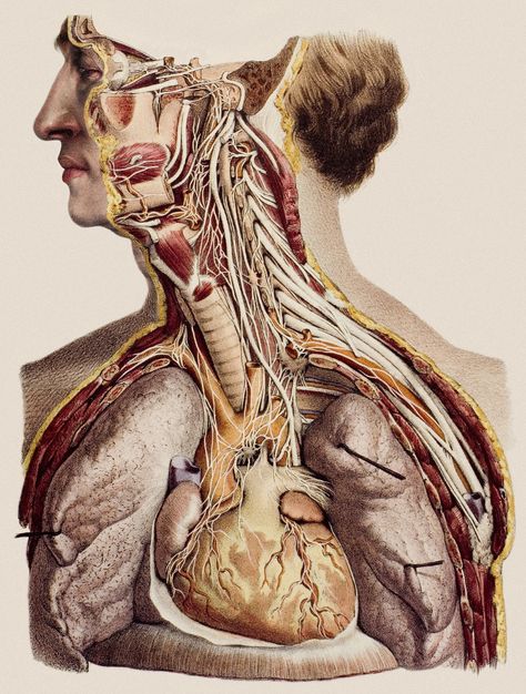 Digital cadavers are replacing real ones. But should they? Vintage Medical Art, Schematic Drawing, Body Horror, Cranial Nerves, Human Anatomy Art, Medical Illustration, School Essentials, Anatomy Art, Human Anatomy