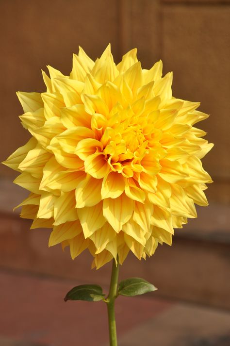 Beautiful!! Trendy Flowers, Dahlia Flower, Birthday Flowers, Yellow Flower, Mellow Yellow, Flowers Nature, Amazing Flowers, Love Flowers, Flowers Photography