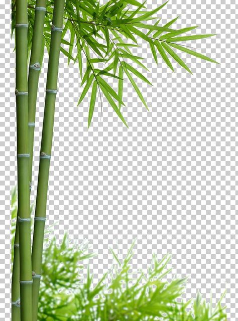 Bamboo Border Design, Leaf Frame Border, Bamboo Photography, Bamboo Border, Photography Png, Bamboo Background, Leaf Png, Psd Free Photoshop, Leaves Frame