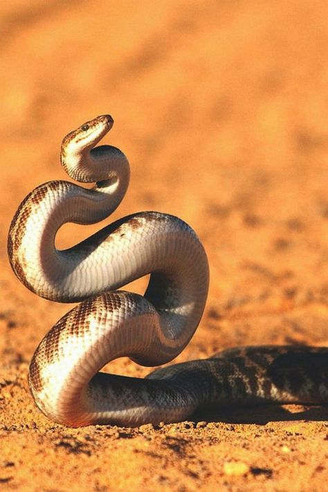 Scary Snakes, Snake Photos, Pretty Snakes, Cute Snake, Beautiful Snakes, Reptile Snakes, Animal Study, Crocodiles, Reptiles And Amphibians