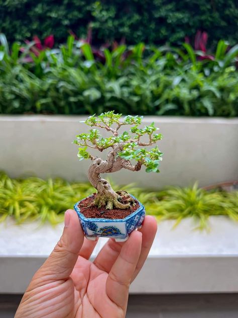 Mini Bonsai Tree, Mini Bonsai Garden, Blanket Ghost, Plant Jokes, Bonsai Mame, Bonsai Making, Bonsai Mini, Japanese Bonsai Tree, Jade Bonsai