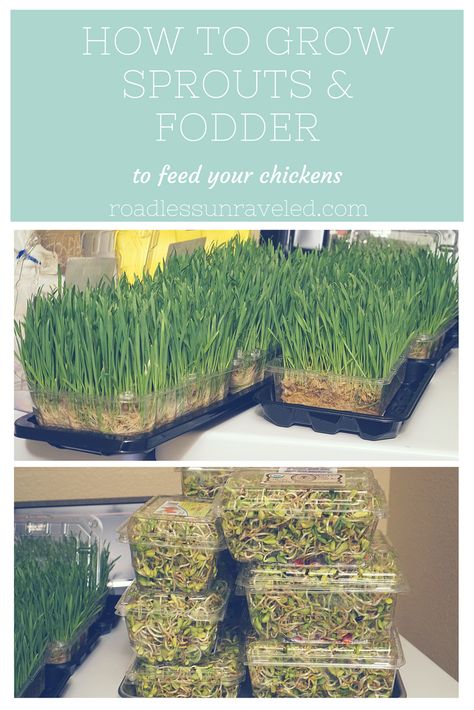 Micro Greens For Chickens, Chicken Sprouts Recipes, Grow Sprouts For Chickens, How To Grow Sprouts For Chickens, Microgreens For Chickens, Sprouting Sunflower Seeds For Chickens, Best Seeds For Chicken Fodder, Chicken Sprouts Fodder, Chicken Grass Trays