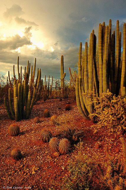 Great Basin Desert, Photos Black And White, Desert Aesthetic, Arizona Landscape, Desert Botanical Garden, Desert Storm, Desert Life, Desert Vibes, Desert Garden