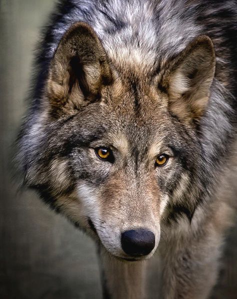 Iberian Wolf, Lone Wolf Quotes, Wolf World, Regnul Animal, Wolf Images, Wolf Photography, Wolf Face, Wolf Photos, Gray Wolf