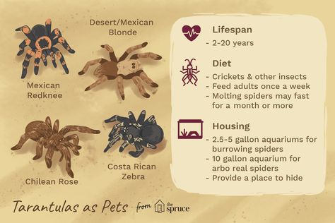 Tarantula Pet, Tarantula Habitat, Tarantula Enclosure, 5 Gallon Aquarium, Pet Tarantula, Types Of Spiders, Real Spiders, Excited Dog, Pet Spider