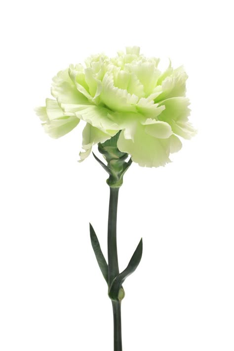 Carnation Illustration, Long Lasting Flowers, Green Carnation, Carnation Flower, Clay Flowers, Flower Market, The Mediterranean, Botanical Art, Light Green