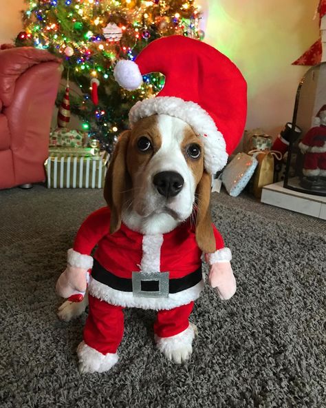 “Happy Holidays!” 🎄🎅 . . . .  #beagles #beagle #christmas #christmastree #beaglesofinstagram #dog #dogsofinstagram #beaglepuppy #dogs… Christmas Beagle, Beagle Christmas, Baby Beagle, Hound Dogs, Xmas Pictures, Corgi Christmas, Christmas Jammies, Cute Beagles, Bassett Hound