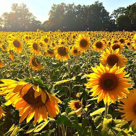 Tire Playground, Chesapeake Beach, Outdoor Fun For Kids, Things To Do With Kids, Senior Trip, Fun Places To Go, Sunflower Fields, Nature Center, Adventure Park