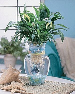 Live Aquarium Plants for Your Betta Fish - Fish Care Beta Fish Centerpiece, Beach Wedding Reception Centerpieces, Fish Centerpiece, Tanaman Air, Indoor Aquaponics, Aquaponics Fish, Fish Vase, Aquatic Garden, نباتات منزلية