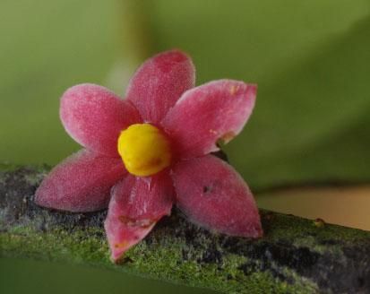 A rare new plant inspires the first genus named after Sir David Attenborough Plants With Names, Happy 92nd Birthday, Extinct Plants, Custard Apple, Endangered Plants, David Attenborough, Red Petals, Flowering Plants, Rare Flowers