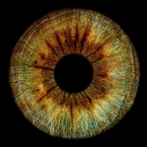 Iris Eye, Eyeball Art, Adorable Homes Game, Art Gallery Wallpaper, Human Eye, Hazel Eyes, Irises, Eye Art, Natural Forms