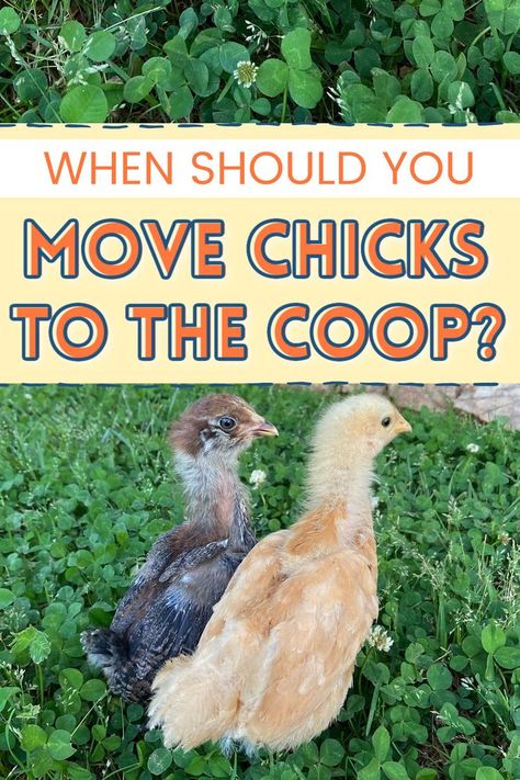 2 baby chicks sitting in the clover Raising Chickens In The City, Roosting Boxes For Chickens, Garage Chicken Brooder, Chicks House Ideas, How To Chicken Coop, Rabbit Chicken Together, Easy Brooder For Chicks, Temporary Coop For Chicks, Chicken Coop Activity Ideas