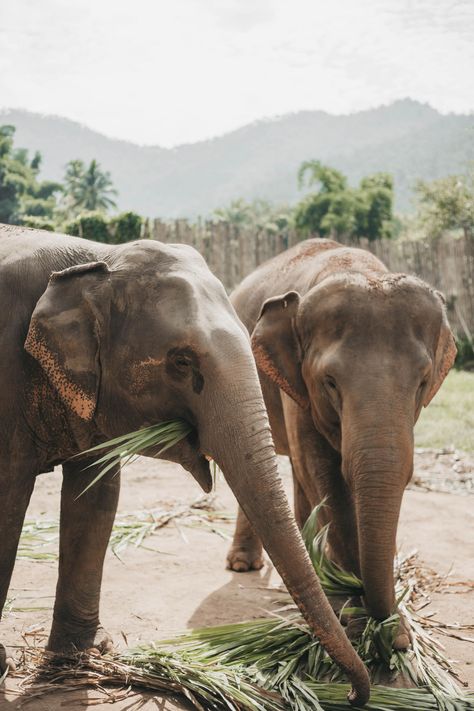 *ELEPHANT SANCTUARY* - Aspire To Inspire Thai Elephant, Elephant Artwork, Thailand Elephants, Elephant Sanctuary, Adventure Design, Koh Phangan, Cultural Identity, Wear Sunscreen, Gentle Giant