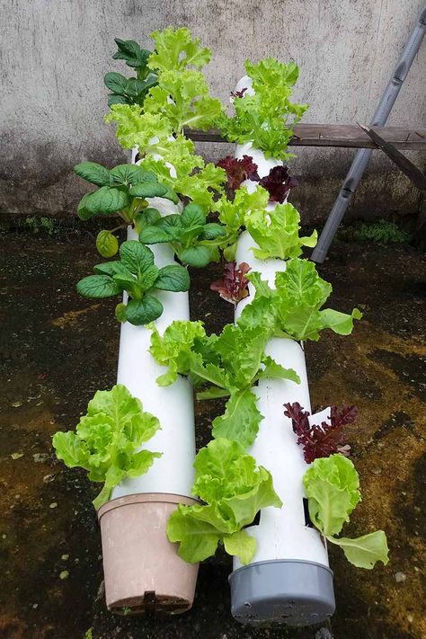 Lettuce Growing Ideas, Lettuce Growing Container, Lettuce Garden Container, Lettuce Container Garden, How To Grow Lettuce In Containers, Lettuce Garden Ideas, Lettuce Tower, Growing Lettuce In Containers, Lettuce Growing