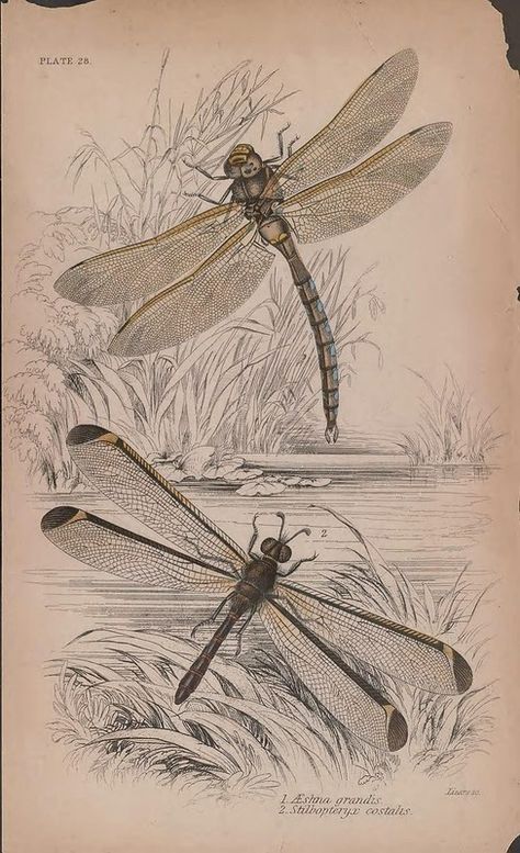 Vintage Dragonfly Illustration, Dragonfly Illustration, Dragonfly Artwork, Damselflies, Vintage Dragonfly, Dragonfly Dreams, Dragonfly Art, Dragonflies Design, Insect Art