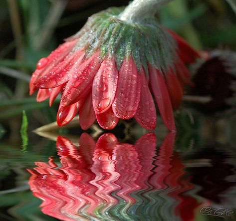 Water Reflection Photography, Distortion Photography, Reflection Photos, Reflection Art, Reflection Photography, Digital Photography School, Water Reflections, Water Photography, Trendy Flowers