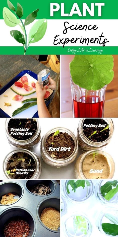 Do you want your homeschool topic about plants to be more fun and   exciting? Try these Plant Science Experiments that kids will love!   You'll never be disappointed if you incorporate some STEM Activities for   kids in your homeschool lessons. Life Cycle Science Experiments, Plant Experiments For Kids, Plant Stem Activities, Horticulture Activities, Plant Activities For Kids, Plant Science Fair Projects, Plants Science Project, Therapeutic Horticulture, 2024 Growth