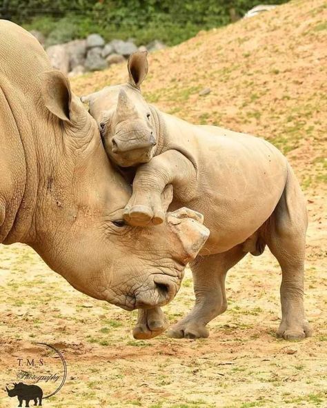 African Animals Photography, Baby Rhino, African Animals, Sweet Animals, Animal Planet, Cute Little Animals, 귀여운 동물, Animals Friends