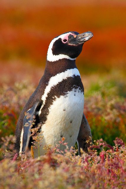 Aesthetic Penguin, Penguin Aesthetic, Penguin Photo, Galapagos Penguin, Magellanic Penguin, Penguin Species, Aquatic Birds, Falkland Islands, Penguin Love