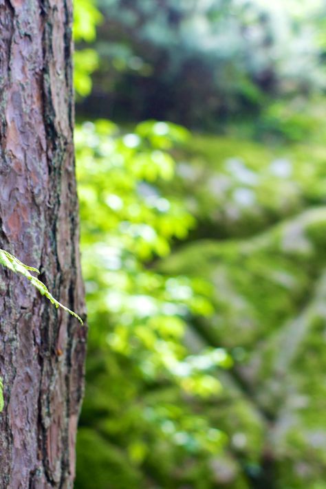 Free stock photo of forest, tree, tree trunk, bark शटर स्पीड, Blur Image Background, Background High Quality, Photoshop Digital Background, Blurred Background Photography, Green Screen Background Images, फोटोग्राफी 101, Blur Background Photography, इंस्टाग्राम लोगो