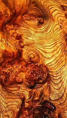 Wych Elm, Foto Macro, Texture Inspiration, Wood Grain Texture, Wood Patterns, Natural Forms, Burled Wood, Wood Texture, Patterns In Nature