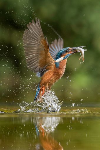 Kingfisher Art, Pet Birds Parrots, Regard Animal, Common Kingfisher, Wild Animals Photography, Kingfisher Bird, Wild Animals Pictures, Airbrush Art, Exotic Birds