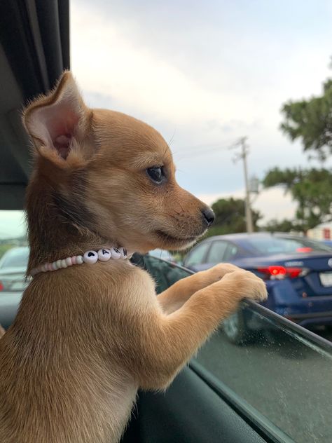 Chiuahaha Cute, Chiuaua Dog, Chihuahua Aesthetic, Wholesome Dog, Brown Chihuahua, Baby Animals Cute, Puppy Chihuahua, Miniature Puppies, Teacup Chihuahua Puppies