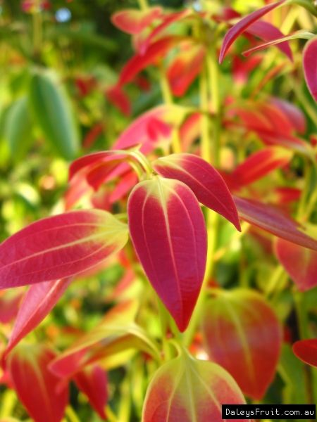 Cinnamon leaf flush Cinnamon Tree Plants, Cinnamon Plant, Cinnamon Tree, Mushroom Plant, Color Catalog, Balcony Plants, Plant Information, Cinnamon Spice, Crop Circles