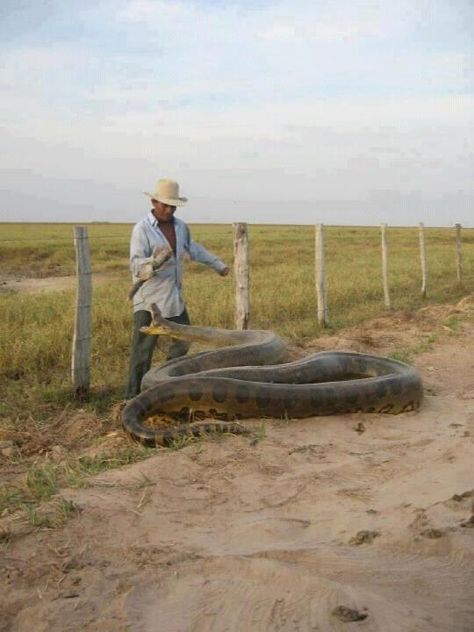 I saw one of these snakes as roadkill on a highway. I found this picture and had to post it so people could get an idea of the wildlife in Paraguay. They are terribly big brutes and I have no idea what this clown's plan of attack is. Nightmare Creatures, Anaconda Snake, Green Anaconda, Snake Facts, Reptile Snakes, Beautiful Snakes, Snake Bites, Reptiles And Amphibians, Lizards