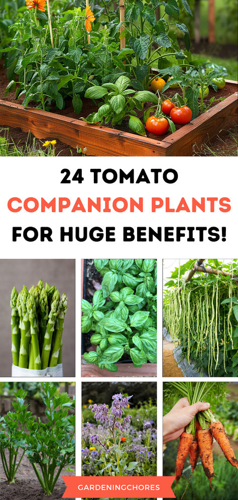 24 Best Tomato Companion Plants and 5 to Avoid Planting Next to Tomatoes Veggie And Herb Garden Ideas, Companion Planting Vegetables Layout Raised Bed, Companion Planting Chart Raised Beds, Planting Tomatoes In Garden, Tomato Companion Planting, What To Plant With Tomatoes, Vegetables To Plant Together, Companion Planting Tomatoes, Herbs To Grow Together