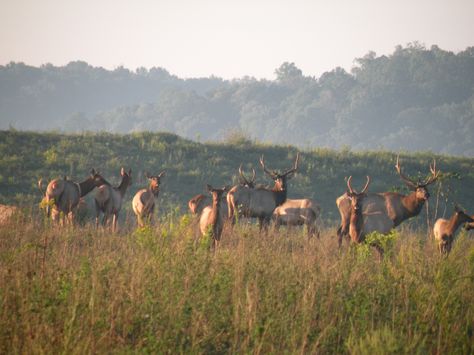 Elk Symbolism, Elk Herd, Elk Running, Irish Elk, Hunting Camp, Elk Falls Campbell River, Elk, Hunting, Deer