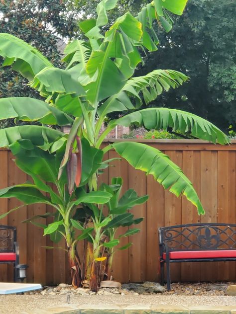 Banana Trees Landscape, Side Gardens, Ti Plant, Arizona Decor, Banana Plant, Banana Palm, Landscape Plants, Banana Plants, Banana Tree