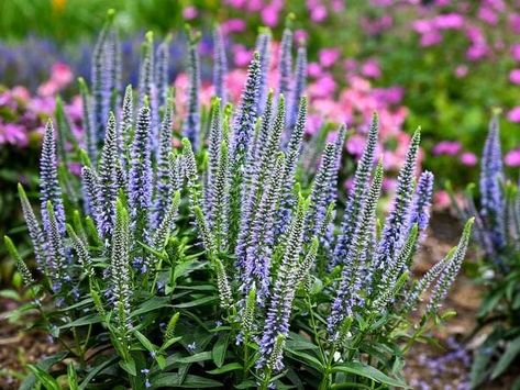 Veronica Speedwell, Veronica Plant, Tall Purple Flowers, Plant Magic, Blue Plants, Sun Garden, Plant Problems, Border Plants, Magic Show