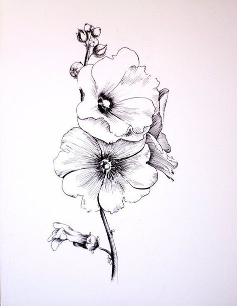 Drawing Items, Hur Man Ritar Blommor, Mallow Flower, Kunst Tattoos, Flower Line Drawings, Flower Drawing Tutorials, Drawing Flowers, Illustration Blume, Flower Art Drawing