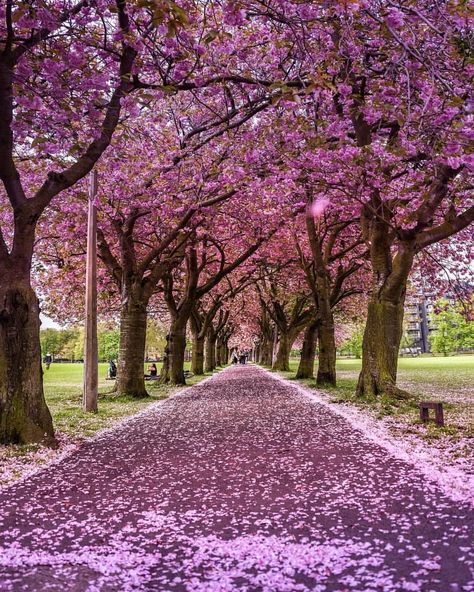 First sunsets, now cherry blossoms. Edinburgh showing its colours! 🏵🌸💐 Can't beat The Meadows in Spring! Follow @charmingbritain for more👈… Visit Scotland, Pink Trees, Europe Travel Destinations, Edinburgh Scotland, Travel Nature, The Meadows, Scotland Travel, Gardening For Kids, Spring Day