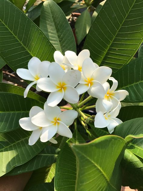 Plumeria Flowers Aesthetic, Frangipani Aesthetic, Frangipani Flower, Summer Nature Photography, Flowers Instagram, Plumeria Flowers, Sunflower Wallpaper, Nothing But Flowers, Flower Therapy