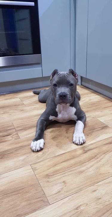 Pitbull Puppies Training, Pitbull Dog Breed, Puppy Dog Pictures, Amstaff Puppy, Bully Breeds Dogs, Dangerous Dogs, Super Cute Puppies, Dog Products