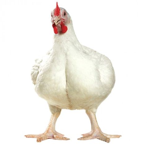 With hundreds of varieties of chicken available, which one is right for you? Chickens For Sale, Live Chicken, Chicken Images, Broiler Chicken, Backyard Flocks, Chicken Coop Plans, Backyard Chicken Coops, Backyard Farming, Chicken Breeds