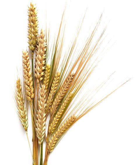 Barley Transparent Background What Foods Have Gluten, Ancestral Nutrition, Best Psychics, Fields Of Gold, Love Spell Caster, Love Astrology, Love Spell That Work, Wheat Fields, Nature Plants