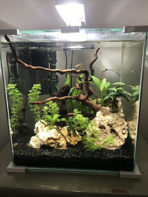 Fish Tank Layout, Black Sand Fish Tank Ideas, Home Aquarium Aesthetic Small, Fish Tank Inspo Small, Plant Tank Ideas, Simple Planted Aquarium, Black Substrate Aquarium, Guppy Aquarium Ideas, Cute Fish Tank Ideas Aesthetic