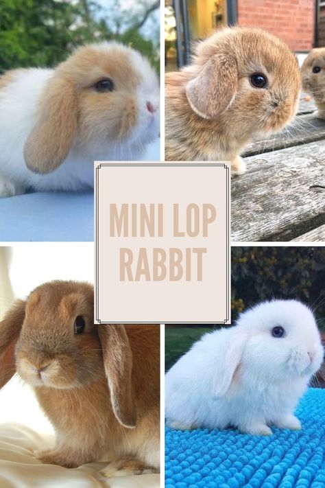 Mini Lops Bunny, Rabbit Knowledge, Mini Lop Bunny, English Lop, Bunny Bun, Rabbit Facts, Mini Lop Bunnies, Bunny Supplies, Mini Lop Rabbit