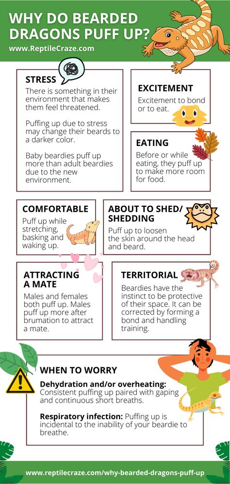 Bearded dragons are such majestic reptiles especially when they puff up, but is this behavior normal? In what situations do bearded dragons puff up? As much as we enjoy seeing the glorious view of a puffed-up beardie, we need to look into it to know if something is bothering them. Bearded Dragon Behavior, Bearded Dragon Information, Dragon Knowledge, Australian Lizards, Diy Bearded Dragon Enclosure, Dragon Facts, Bearded Dragon Diy, Diy Reptile, Bearded Dragon Enclosure