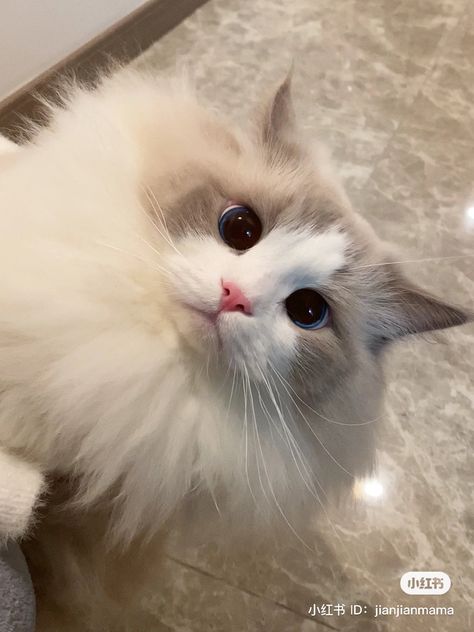 White Fluffy Cat Blue Eyes, Cute Cat Ragdoll, White And Grey Fluffy Cat, White Ragdoll Cat Blue Eyes, White Kitty With Blue Eyes, Grey And White Ragdoll Cat, White Cat Brown Eyes, White Cat Green Eyes Aesthetic, White Blue Eyed Cat