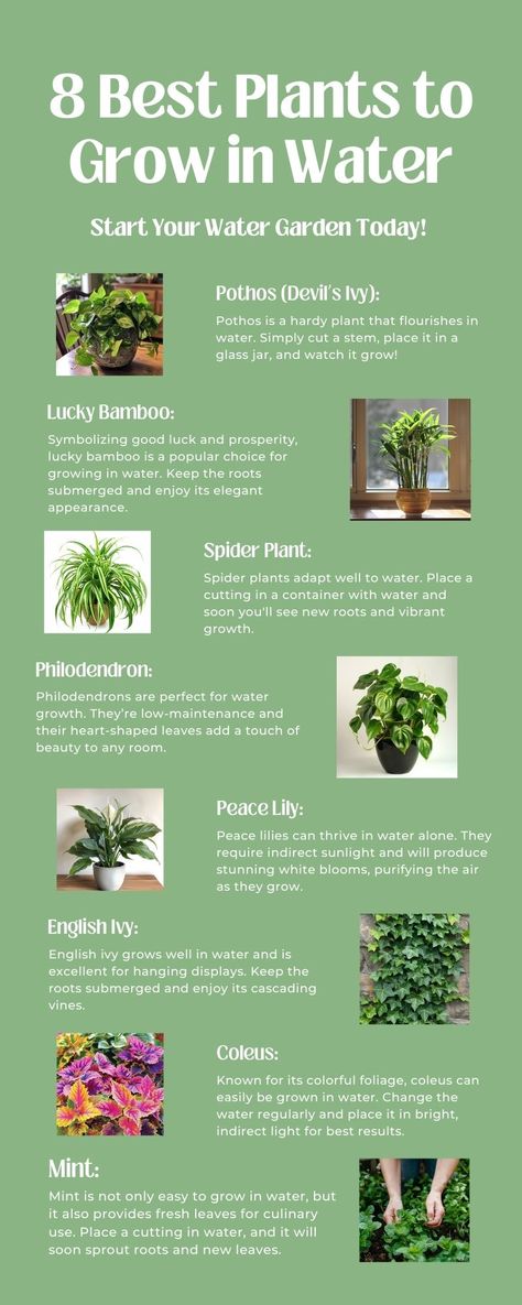 Plant In Water Indoor, Plants That Survive In Water, Plants You Can Propagate In Water, Indoor Plant Terrarium Ideas, Plants You Can Grow In Water, House Plants That Grow In Water, Propagating Plants In Water, Indoor Plants Grown In Water, Plants That Can Grow In Water