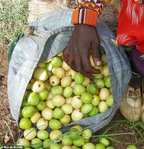 Marula Tree, Beauty Ingredients, Beauty Regime, Marula Oil, Beauty Oil, Skin Disorders, Natural Branding, Acne Skin, African Beauty