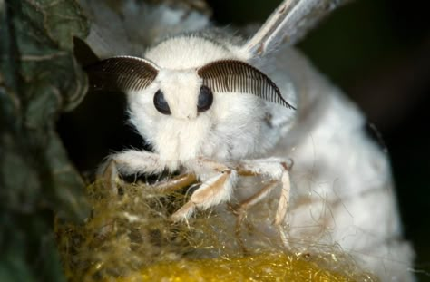 Photograph purportedly shows a newly discovered species of 'Venezuelan poodle moth.' Venezuelan Poodle Moth, Poodle Moth, Moth, White, Nature