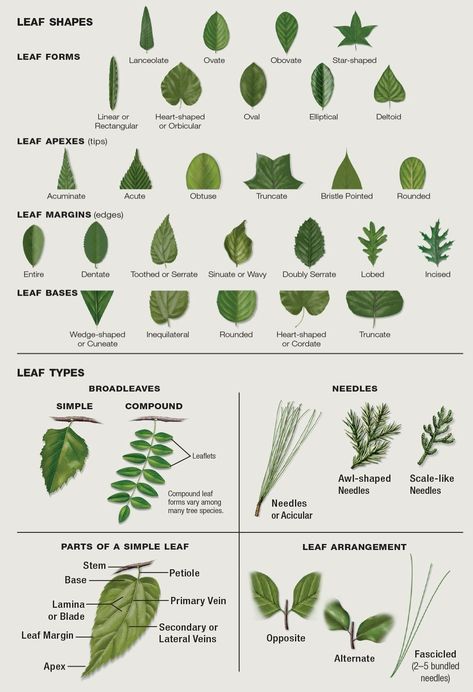 Leaf Identification Leaf Symbolism, Plant Identification Tags, Plant Identification Chart, Leaf Identification Chart, Plant Leaf Identification, Tree Leaf Identification, Leaf Types, Vetenskapliga Experiment, Biology Plants