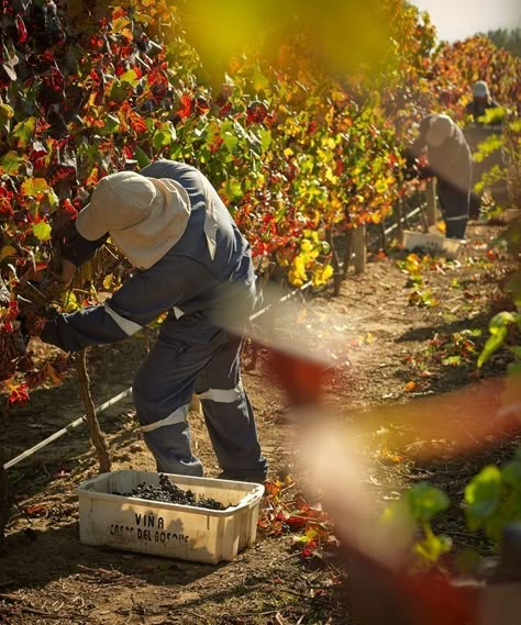 Harvest Photography, Autumn Vineyard, Grape Picking, Wine Farm, Grape Harvest, Wine Merchant, Grape Harvesting, Niagara On The Lake, Farm Photography