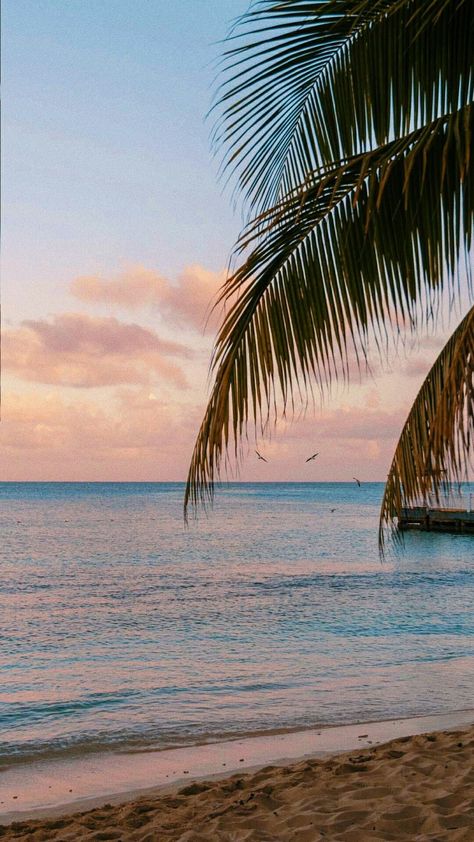 Wallpaper Backgrounds Aesthetic, Hawaii Aesthetic, Hawaii Pictures, Aesthetic Vacation, Palm Tree Sunset, Backgrounds Aesthetic, Rainbow Aesthetic, Ocean Wallpaper, Beach Wallpaper